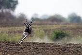 Male Blackbuck running - Satpura India