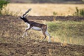 Male Blackbuck walking - Satpura India