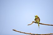 Green Bee-eater on a branch - Satpura India