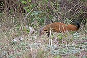 Neck striped Mongoose in bush - Nagarhole India 