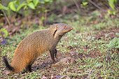Neck striped Mongoose - Nagarhole India