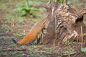 Neck striped Mongoose on stump - Nagarhole India 