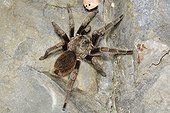 Chilean rose Tarantula - La Campana Chile 