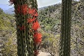 Tristeryx holoparasite of Cactus - La Campana Chile
