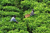 Pickers on a plantation Tea - Fort Portal Uganda  ; The region, very fertile thanks to the ancient volcanoes, is known for its plantations of fruit and tea