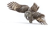 Great Grey Owl in snow in winter - Finland