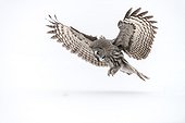 Great Grey Owl in flight and prey in snow - Finland