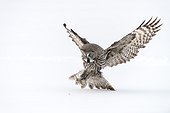 Great Grey Owl in flight and prey in snow - Finland