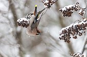 Bohemian Waxwing eating berries in winter - Finland 