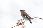 Bohemian Waxwing eating berries in winter - Finland 