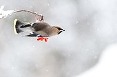 Bohemian Waxwing eating berries in winter - Finland 