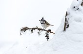 Crested Tit on a branch in winter - Finland 