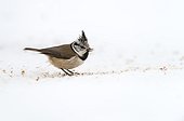 Crested Tit eating in snow - Finland 