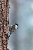 Siberian Tit on a trunk in winter - Finland 