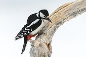Great Spotted Woodpecker on a branch in winter - Finland 