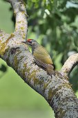 Male Grey-headed Woodpecker on a dead tree trunk - Romania