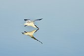 Sandwich Tern in flight - Atlantic Coast France