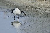 Sacred Ibis catching an eel - France