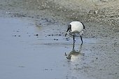 Sacred Ibis catching an eel - France