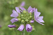 Musk-mallow blossom - Alpes France