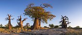 Baobab trees on Kubu Island - Makgadikgadi Pan Botswana