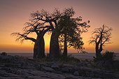 Baobab trees at sunrise on Kubu Island - Makgadikgadi Pan