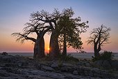 Baobab trees at sunrise on Kubu Island - Makgadikgadi Pan