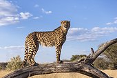 Guépard en observation sur une branche morte - Namibie