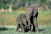 Young African Elephants playing - Okavango Delta Botswana