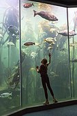 Girl looking at fish in an Aquarium - South Africa ; Two Oceans Aquarium