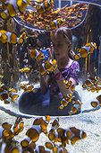 Girl photographing Clownfishes in an Aquarium - South Africa ; Two Oceans Aquarium
