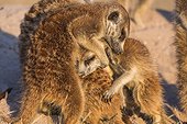 Meerkats grooming - Botswana ; Mutual grooming is an important social activity