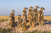Meerkats warming up in the early morning sun - Botswana