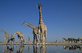 Southern Giraffes drinking at waterhole - Etosha Namibia