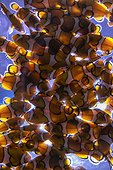 Orange clownfishes in aquarium - South Africa
