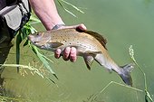 Presentation Grayling fly fishing - River Dessoubre France