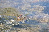 Fly fishing of European Grayling - River Loue France
