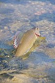 Fly fishing of European Grayling - River Loue France