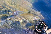 Fly fishing of European Grayling - River Loue France