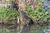 Moorhens and young on the bank - Switzerland ; Day-old chicks