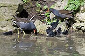 Moorhens and youngs on the bank - Switzerland ; Day-old chicks