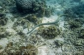 Horned Sea Snake above the bottom - Cebu Philippines