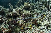 Banded Sea Krait above the bottom - Cebu Philippines