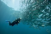 Diver and Bigeye Trevally - Cabo Pulmo Sea of Cortez Mexico