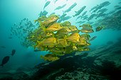 Panamic Porkfish - Cabo Pulmo Sea of Cortez Mexico