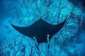 Manta Ray above the bottom - Socorro Revillagigedo Mexico