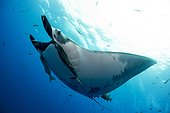 Manta Ray under the surface - Socorro Revillagigedo Mexico