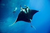 Manta Ray and diver - Socorro Revillagigedo Mexico
