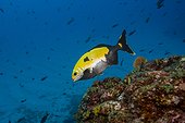 Pacific Chub on reef - Socorro Revillagigedo Mexico