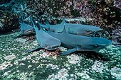 Whitetip Reef Shark on bottom - Socorro Revillagigedo Mexico ; Roca partida